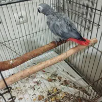 کاسکو دم قرمز ماده