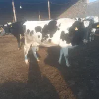 گاو شکم یک دوتا کیلویی