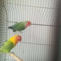 یک جفت طوطی برزیلی