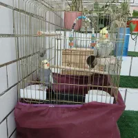 فروش جفت عروس هلندی|پرنده|شوش, |دیوار