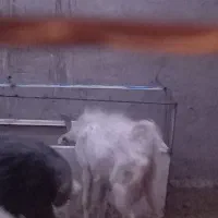 کره نر سانن|حیوانات مزرعه|کرمان, |دیوار