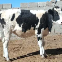 گاو گوساله گوساله ماده هلشتاین خالص|حیوانات مزرعه|کامفیروز, |دیوار