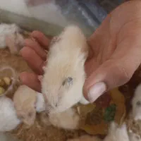 تعدادی همستر یکجا فروشی