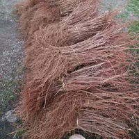 نهال انگور سردشت(مشکی)