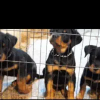 Rottweiler روتوایلر روتفایلر نگهبان دلقکی اروپایی|سگ|لاهیجان, جمهوری|دیوار