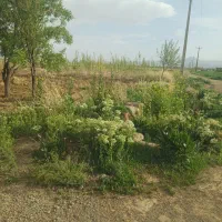 کاه لوبیا