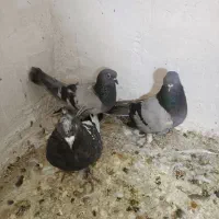 سبز و کله|پرنده|شیراز, لاله|دیوار