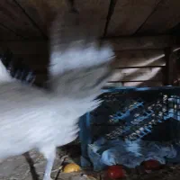 مرغ و خروس براکل