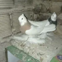 کبوتر طوقی پاپر بلند