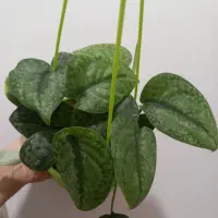 گلهای آپارتمانی