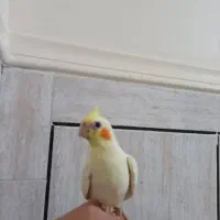 فروش عروس هلندی دستی با طوطی برزیلی دستی