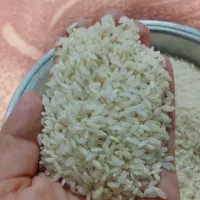 برنج چمپه