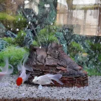 کوی شورت بادی وارداتی|ماهی|نجف‌آباد, فاز ۴ شهرک آزادگان|دیوار