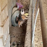 سگ پامرانین|سگ|داراب, |دیوار