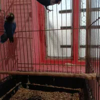 جفت طوطی برزیلی مولد ۲ملیون|پرنده|جیرفت, |دیوار