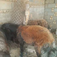 گوسفند توقلی