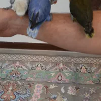 جوجه سرلاکی طوطی برزیلی