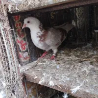 کبوتر پرشی ماده