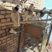 کبوتر طوقی و گرگی و پیس زرد خطی