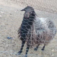 فروش قوچ|حیوانات مزرعه|شال, |دیوار