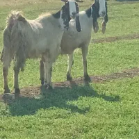 دو عدد بز جوان آبستن نژاد پاکستان|حیوانات مزرعه|خواجه, |دیوار