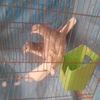 کبوتر ساده و خال کاکلی