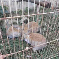 خرگوش خانگی|موش و خرگوش|کیاکلا, |دیوار