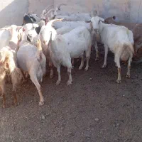 تعداد 29راس بز آبستن|حیوانات مزرعه|مهریز, |دیوار