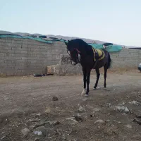 اسب نریان دره شورکره تاج معاوظه بامادیان ترکی|اسب و تجهیزات اسب‌سواری|شیراز, ابیوردی|دیوار