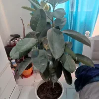 فروش یا معاوضه گل فیکوس بلک  با قناری