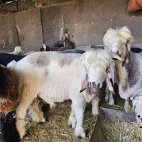 بره نر و ماده|حیوانات مزرعه|زرقان, |دیوار