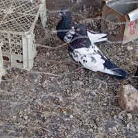 یک جفت کفتر سینه