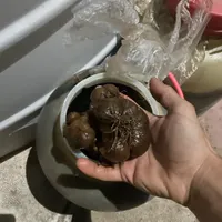 سیر ترشی کهنه