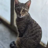 گربه ماده ۱۱ ماهه