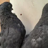 قره سوری لانگ فیس رواعب پرستویی|پرنده|قم, حاج زینل|دیوار