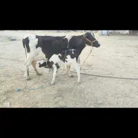 فروش گاو شیری|حیوانات مزرعه|لامرد, |دیوار