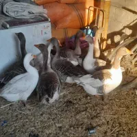 سلام ده عددهستن|حیوانات مزرعه|شادگان, |دیوار