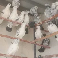 کفترگرویی|پرنده|کاشان, شهرک صنعتی کویر|دیوار