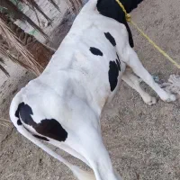 جلب ۱۰ماهه، هلشتاین اصیل،  نژاد دار،