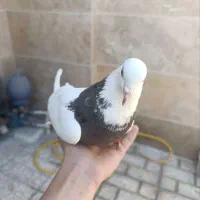 کبوتر