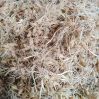 جوانه گندم(سین)