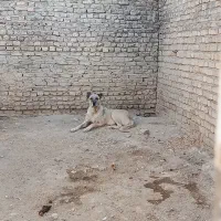 واگذاری ماده سرابی|سگ|اراک, |دیوار