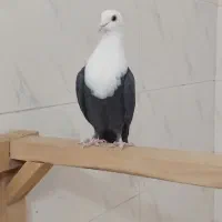 کبوتر کله سفید.مخمل‌.کربلایی