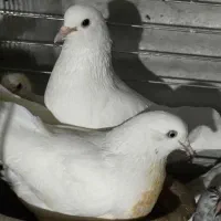 کبوتر پرشی|پرنده|تهران, جوادیه|دیوار