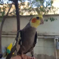 عروس هلندی نر طوسی بالغ دستی حلقه پاقیمت مناسب