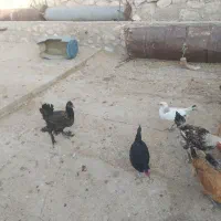 خروس مرغ|حیوانات مزرعه|بهبهان, |دیوار