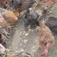 جوجه خروس و مرغ محلی