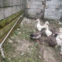 با مرغ محلی ماوضه میکنم|حیوانات مزرعه|نوشهر, |دیوار