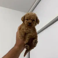 پودل سایز توی اورجینال|سگ|تهران, سعادتآباد|دیوار