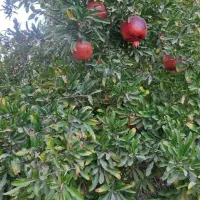 خونه باغ/ ۱۱۰۰ متر/موقعیت صنعتی تجاری/ تهاتر|فروش دفتر صنعتی، کشاورزی، تجاری|ورامین, ورامین|دیوار